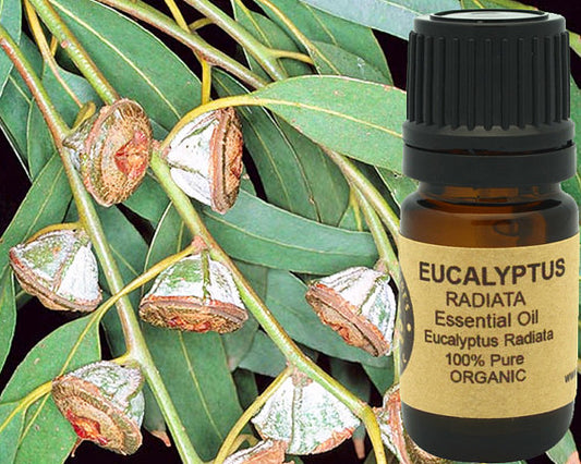 Eucalyptus Essential Oil (Radiata) Organic 15ml
